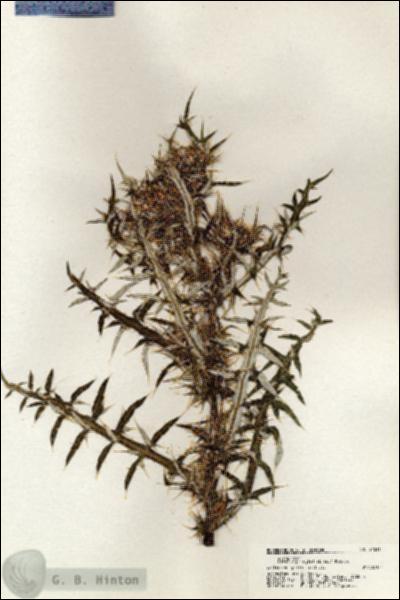 URN_catalog_HBHinton_herbarium_21011.jpg.jpg