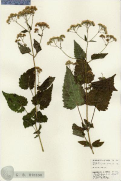 URN_catalog_HBHinton_herbarium_25036.jpg.jpg