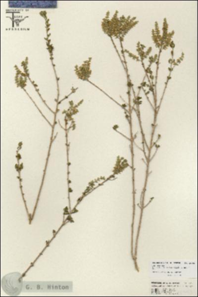 URN_catalog_HBHinton_herbarium_25793.jpg.jpg