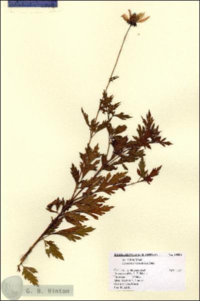 URN_catalog_HBHinton_herbarium_14804.jpg.jpg