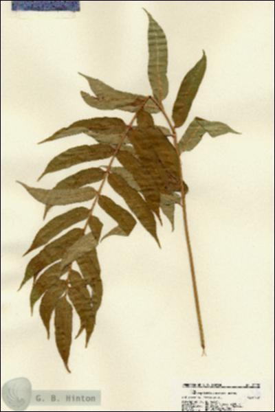 URN_catalog_HBHinton_herbarium_22136.jpg.jpg
