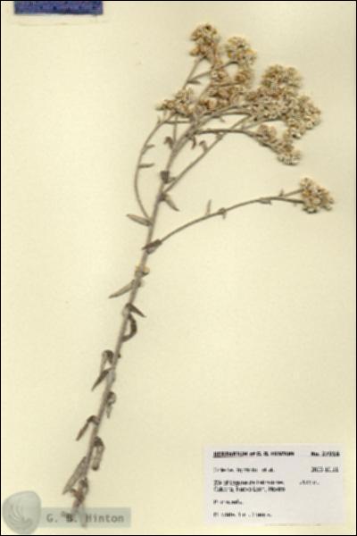 URN_catalog_HBHinton_herbarium_27916.jpg.jpg