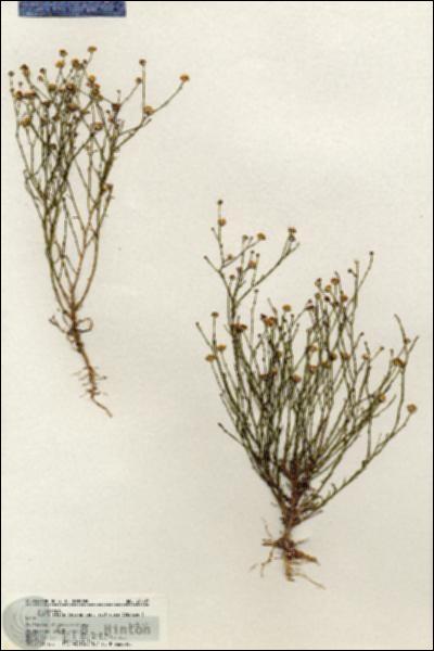 URN_catalog_HBHinton_herbarium_20607.jpg.jpg