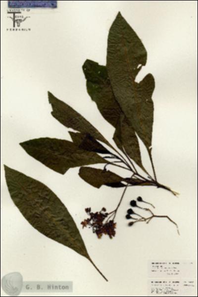 URN_catalog_HBHinton_herbarium_26293.jpg.jpg