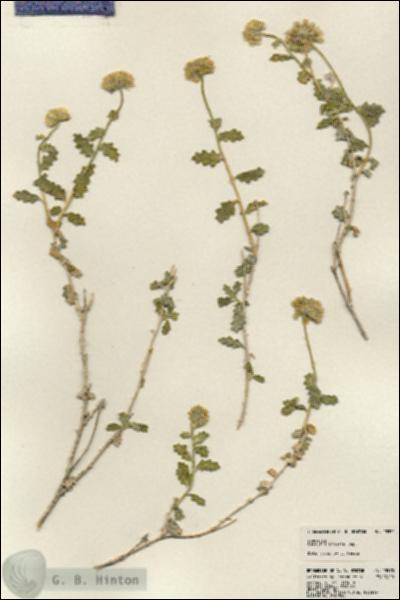 URN_catalog_HBHinton_herbarium_23570.jpg.jpg