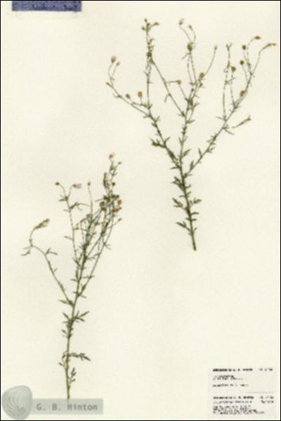 URN_catalog_HBHinton_herbarium_24422.jpg.jpg