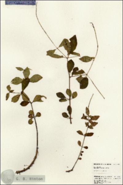 URN_catalog_HBHinton_herbarium_25040.jpg.jpg