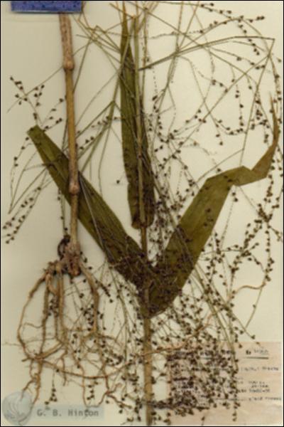 URN_catalog_HBHinton_herbarium_14690.jpg.jpg