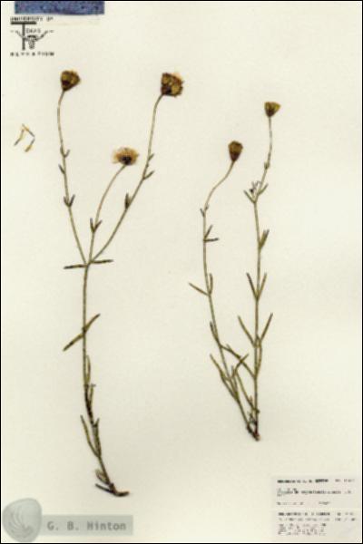 URN_catalog_HBHinton_herbarium_25653.jpg.jpg