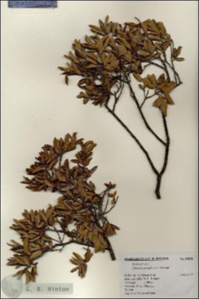 URN_catalog_HBHinton_herbarium_18078.jpg.jpg
