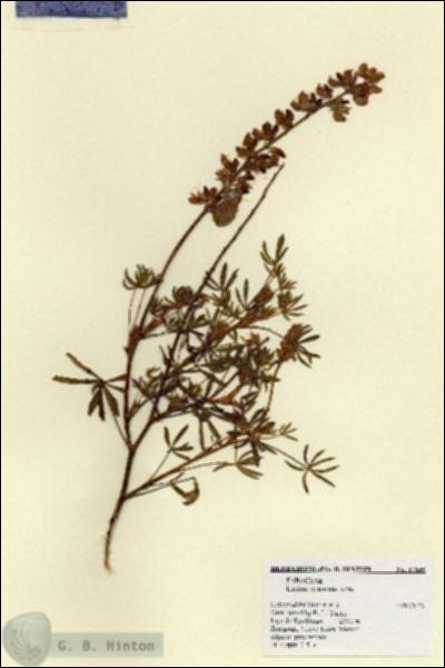 URN_catalog_HBHinton_herbarium_17635.jpg.jpg