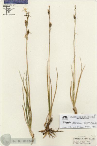 URN_catalog_HBHinton_herbarium_25410.jpg.jpg