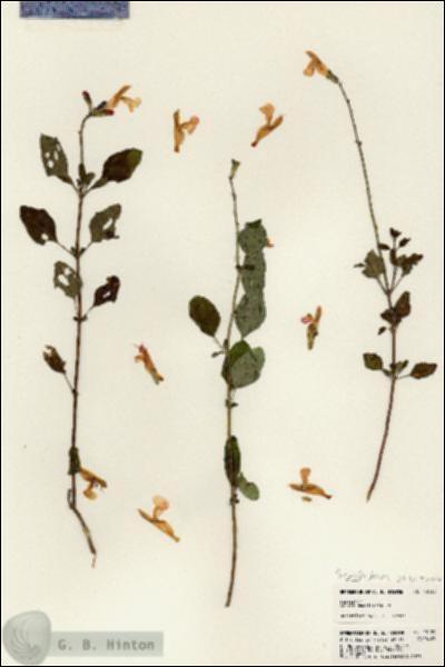 URN_catalog_HBHinton_herbarium_23139.jpg.jpg