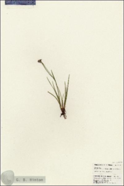URN_catalog_HBHinton_herbarium_25391.jpg.jpg