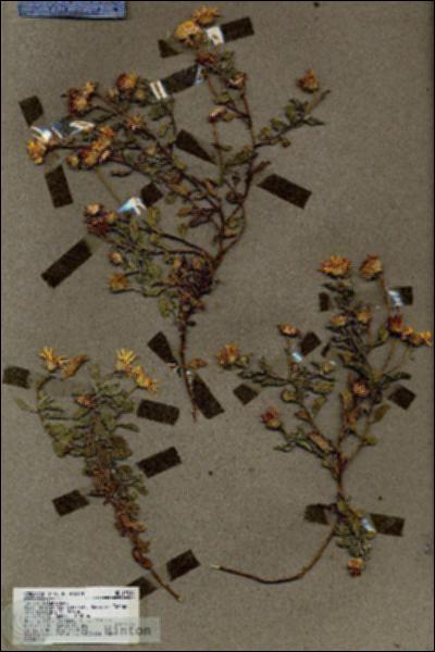 URN_catalog_HBHinton_herbarium_19244.jpg.jpg