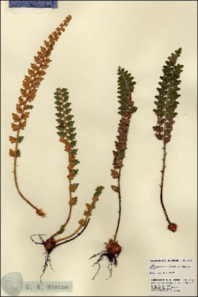 URN_catalog_HBHinton_herbarium_23433.jpg.jpg