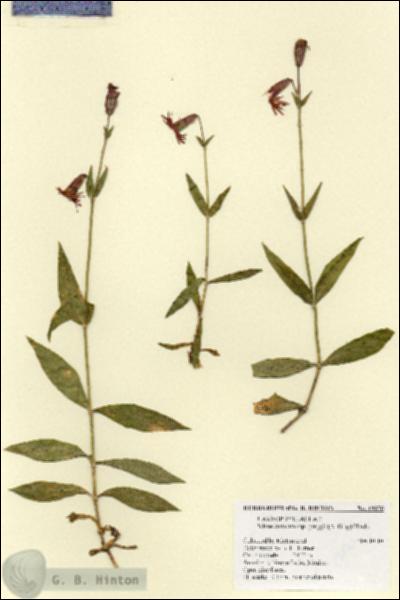 URN_catalog_HBHinton_herbarium_19070.jpg.jpg