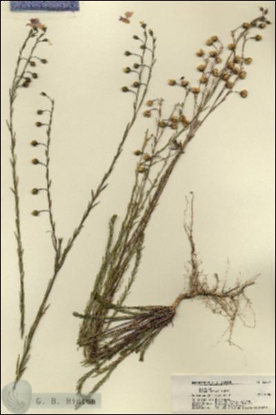 URN_catalog_HBHinton_herbarium_22400.jpg.jpg