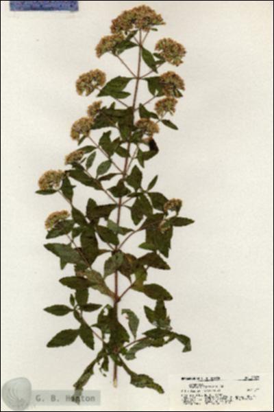 URN_catalog_HBHinton_herbarium_20897.jpg.jpg