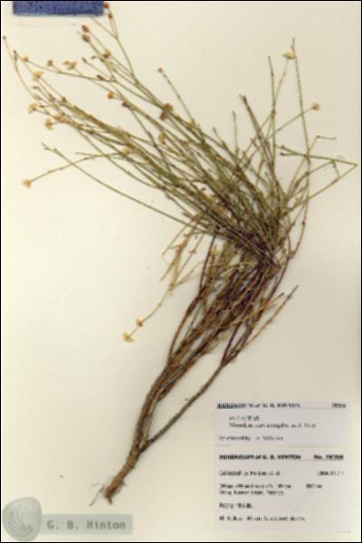 URN_catalog_HBHinton_herbarium_28308.jpg.jpg