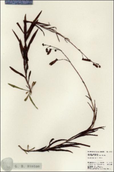 URN_catalog_HBHinton_herbarium_23118.jpg.jpg
