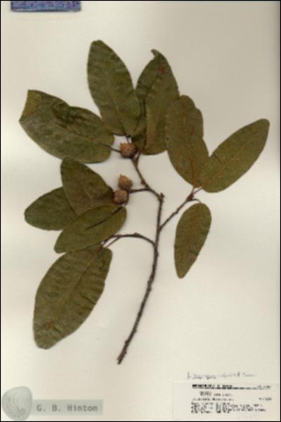 URN_catalog_HBHinton_herbarium_21224.jpg.jpg