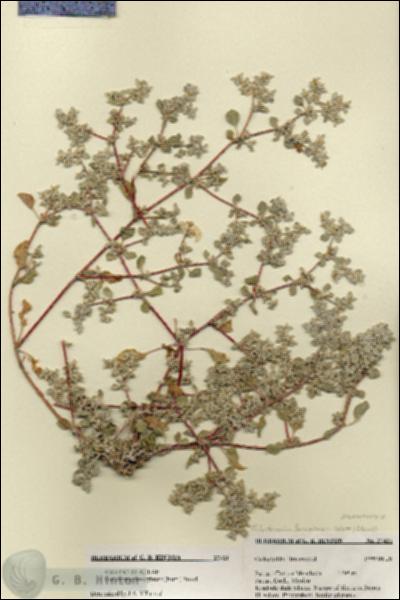 URN_catalog_HBHinton_herbarium_27421.jpg.jpg