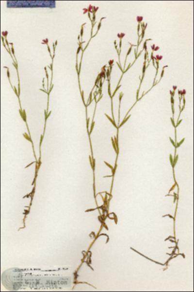 URN_catalog_HBHinton_herbarium_20909.jpg.jpg
