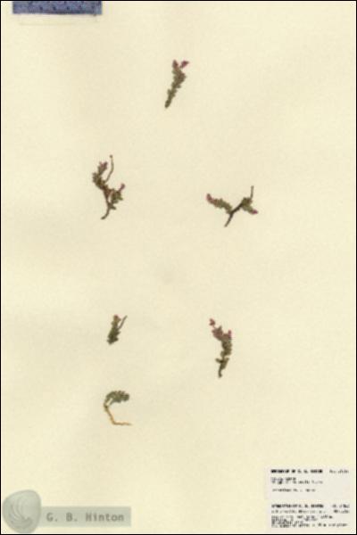 URN_catalog_HBHinton_herbarium_21863.jpg.jpg