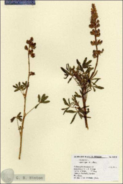 URN_catalog_HBHinton_herbarium_18210.jpg.jpg