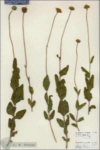 URN_catalog_HBHinton_herbarium_25893.jpg.jpg