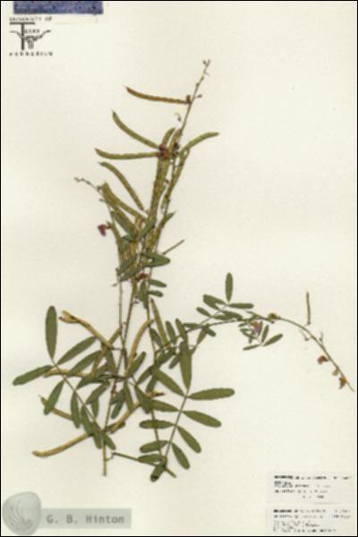 URN_catalog_HBHinton_herbarium_26477.jpg.jpg