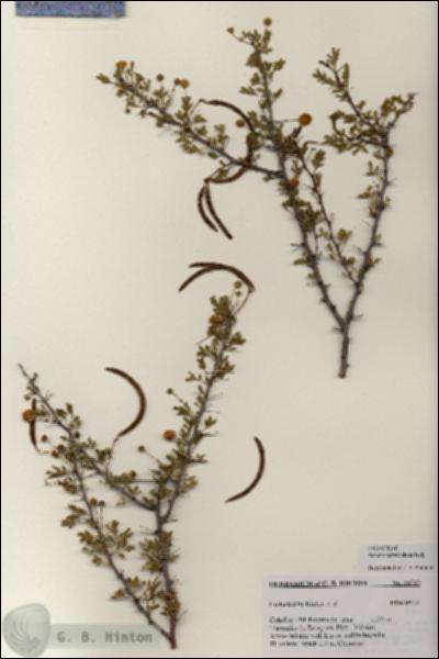 URN_catalog_HBHinton_herbarium_24742.jpg.jpg
