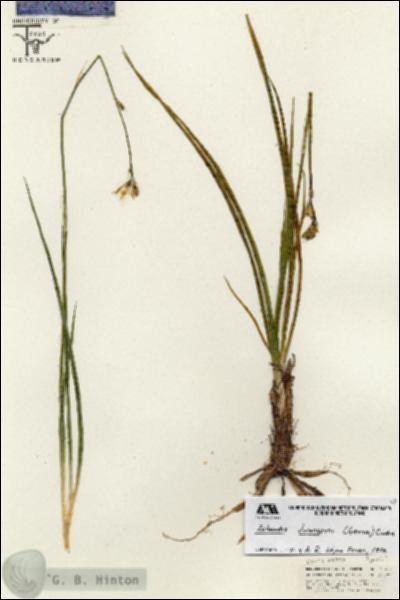 URN_catalog_HBHinton_herbarium_25452.jpg.jpg