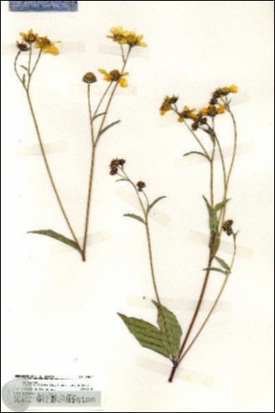 URN_catalog_HBHinton_herbarium_19674.jpg.jpg