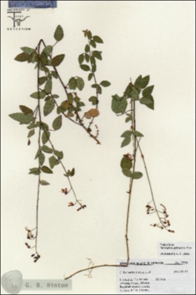 URN_catalog_HBHinton_herbarium_25543.jpg.jpg