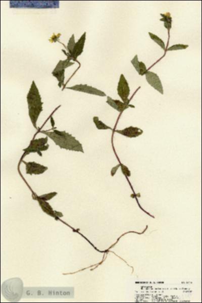 URN_catalog_HBHinton_herbarium_22144.jpg.jpg