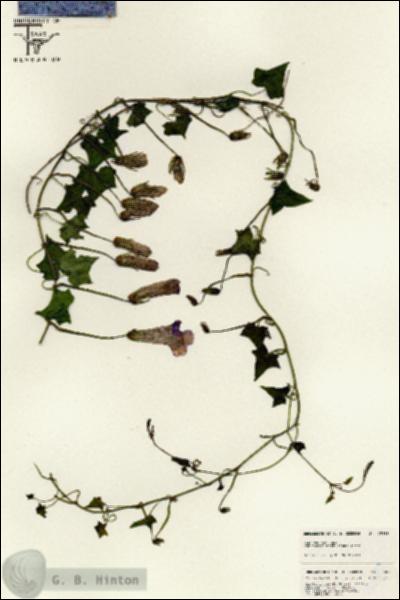 URN_catalog_HBHinton_herbarium_25589.jpg.jpg