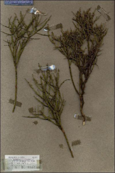 URN_catalog_HBHinton_herbarium_18706.jpg.jpg