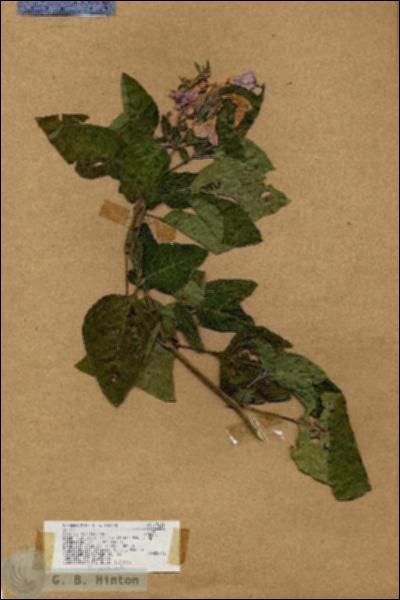 URN_catalog_HBHinton_herbarium_17621.jpg.jpg