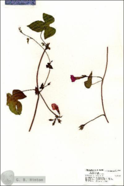 URN_catalog_HBHinton_herbarium_20526.jpg.jpg