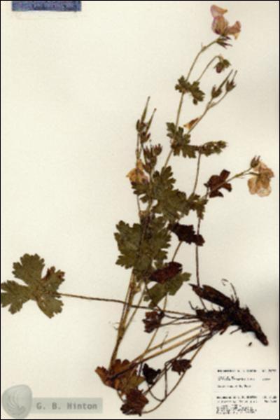URN_catalog_HBHinton_herbarium_24385.jpg.jpg