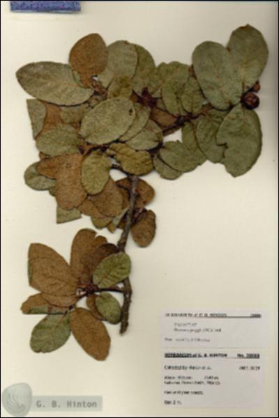 URN_catalog_HBHinton_herbarium_28000.jpg.jpg