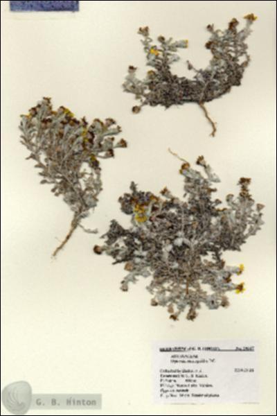 URN_catalog_HBHinton_herbarium_28247.jpg.jpg