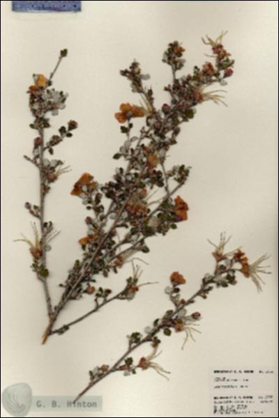 URN_catalog_HBHinton_herbarium_23532.jpg.jpg