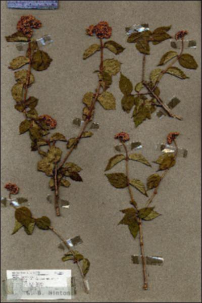 URN_catalog_HBHinton_herbarium_18683.jpg.jpg