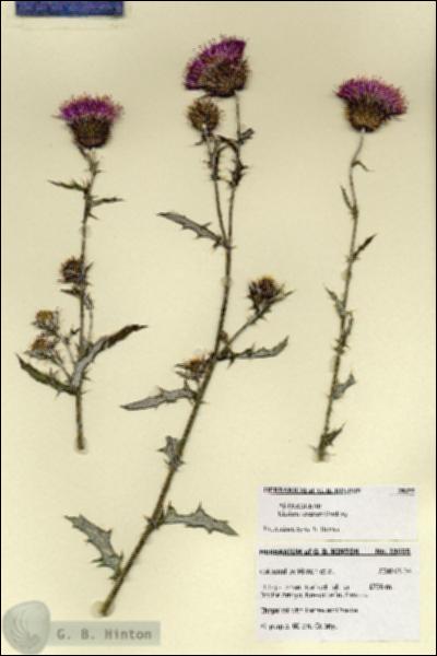 URN_catalog_HBHinton_herbarium_28655.jpg.jpg