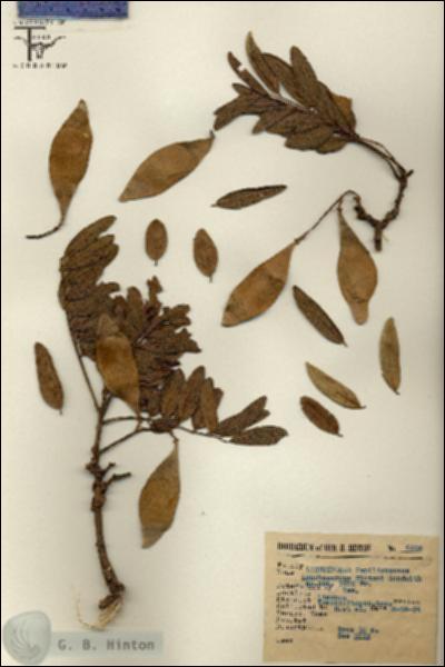 URN_catalog_HBHinton_herbarium_6508.jpg.jpg