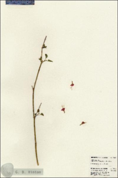 URN_catalog_HBHinton_herbarium_23606.jpg.jpg