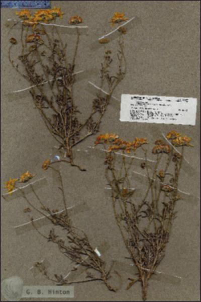 URN_catalog_HBHinton_herbarium_19627.jpg.jpg